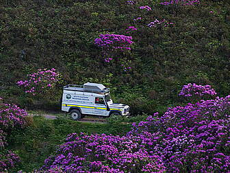 Couple trapped in Rhodendron f...